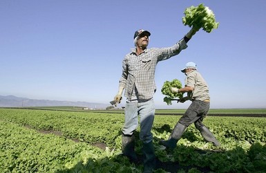 Lettuce pickers.jpg